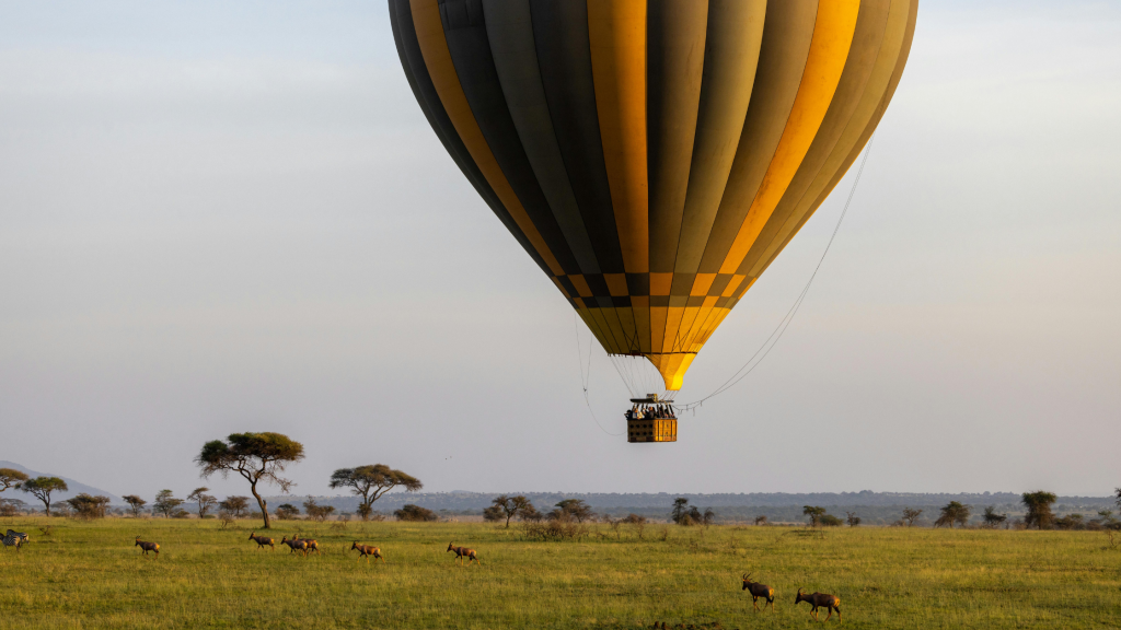 Best Roof Top Tent Trailer